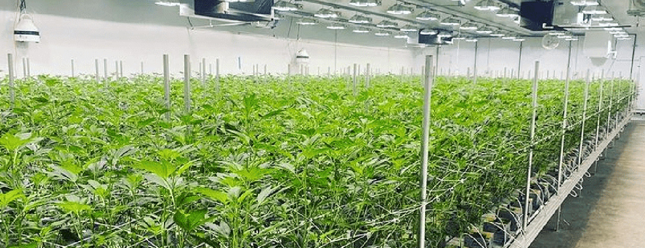 Grow Facility Insulated Panels